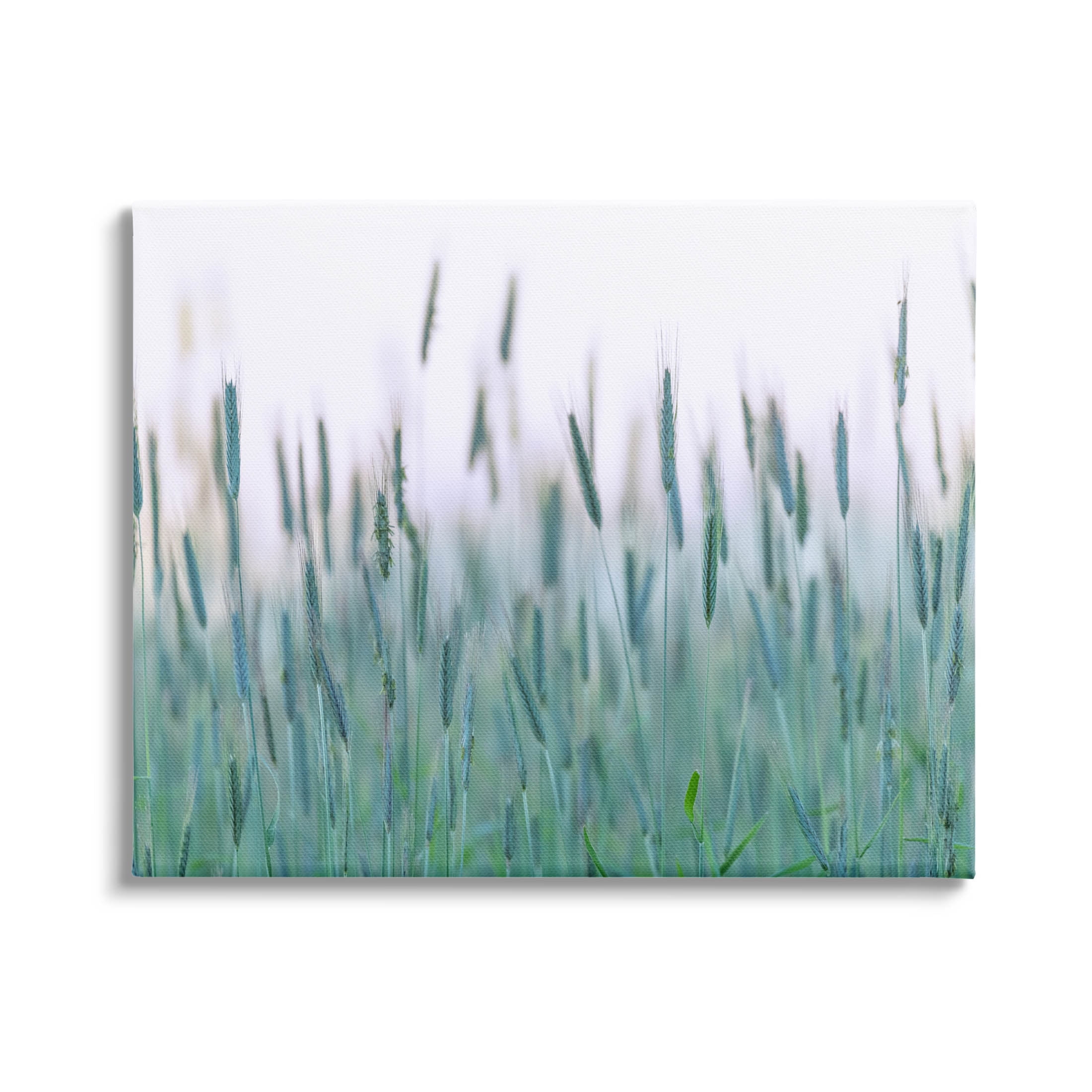 Green Wheat Field Sprigs Landscape Photograph Gallery Wrapped Canvas Print Wall Art