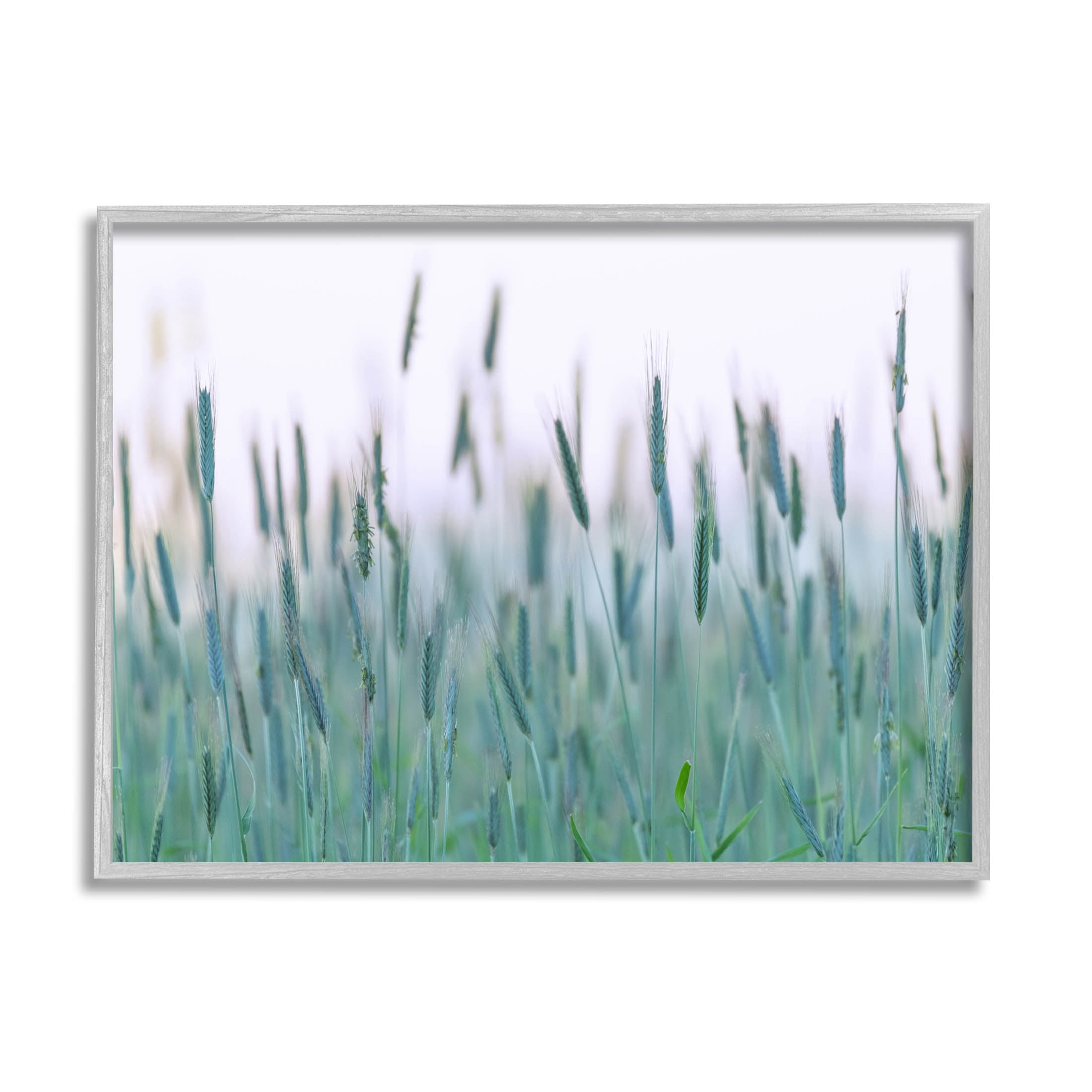 Green Wheat Field Sprigs Landscape Photograph Gray Framed Art Print Wall Art