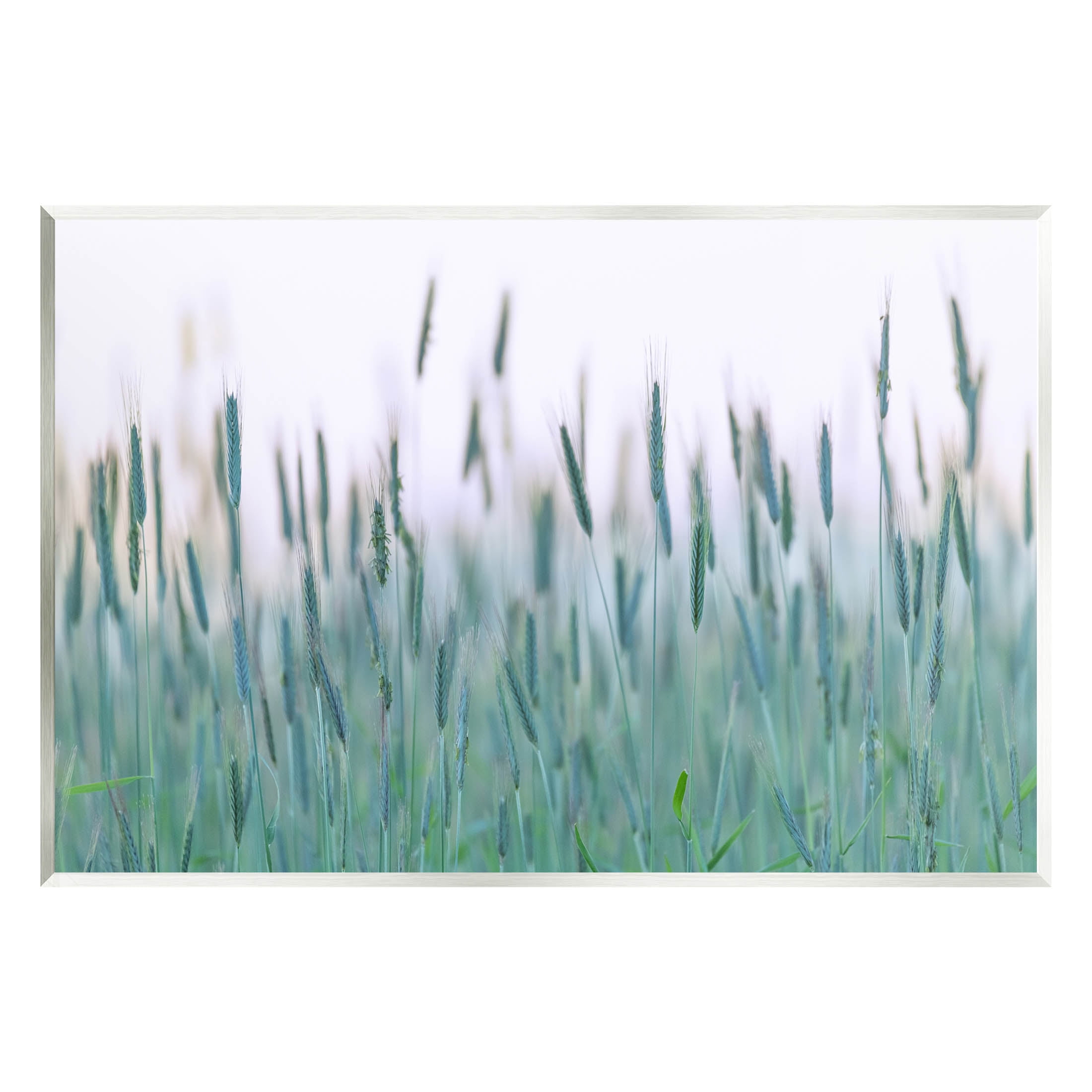 Green Wheat Field Sprigs Landscape Photograph Unframed Art Print Wall Art