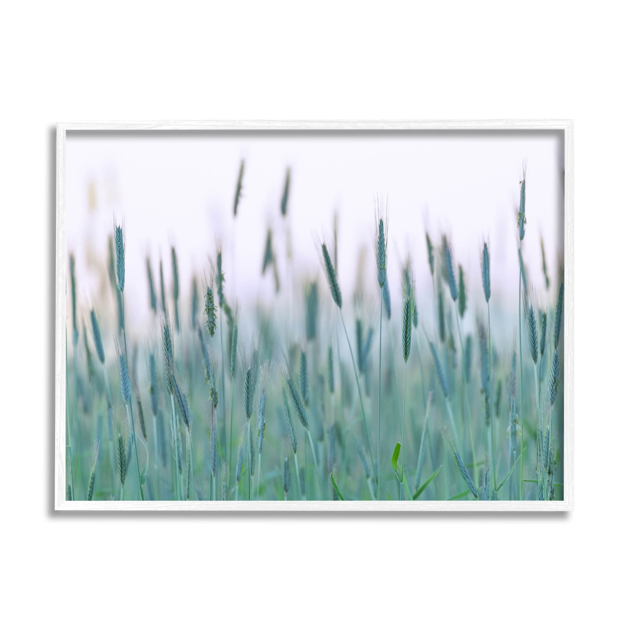 Green Wheat Field Sprigs Landscape Photograph White Framed Art Print Wall Art