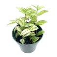 thumbnail image 1 of Green, White, Yellow Variegated Tradescantia Fluminensis Live Plants in Pot, Ideal House Plant, Perfect for Gifting, 1 of 3
