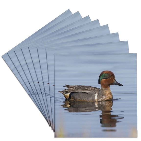 3drose, Green-winged Teal Drake, Set of 8 Ceramic Tile Coasters
