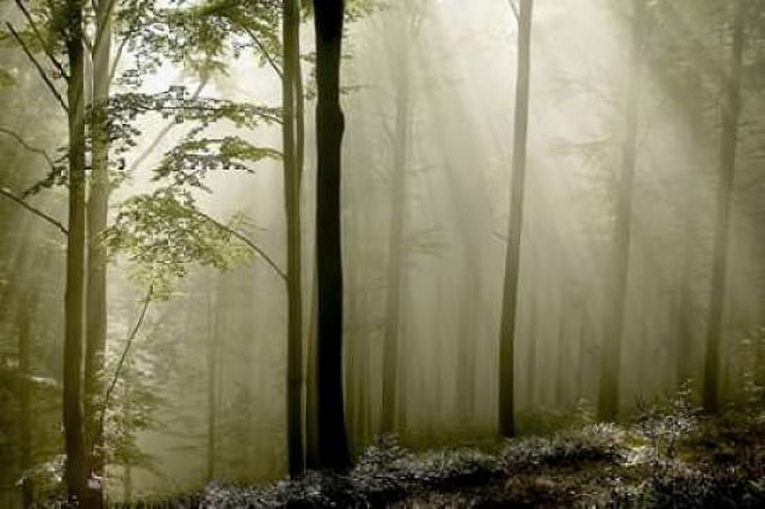 Green Woods 2 Canvas Art - PhotoINC Studio (12 x 18)