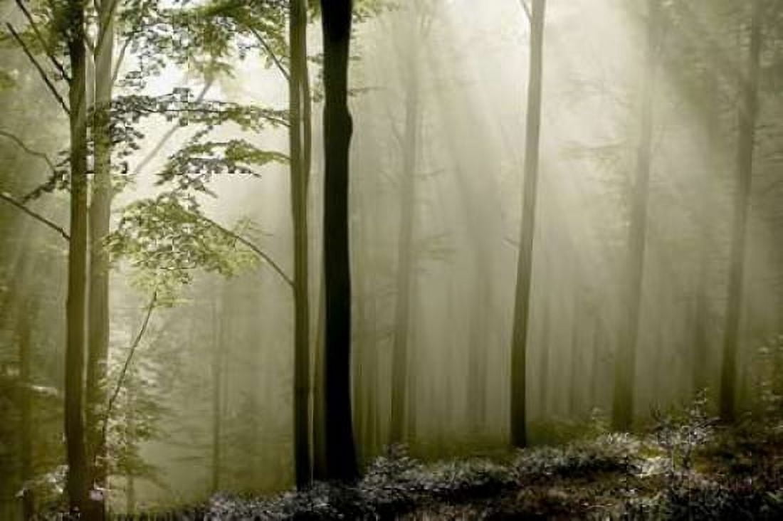 Green Woods 2 Canvas Art - PhotoINC Studio (24 x 36)