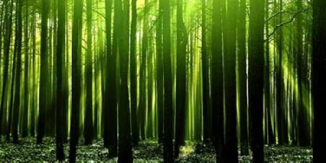 Green Woods 3 Canvas Art - PhotoINC Studio (24 x 48)