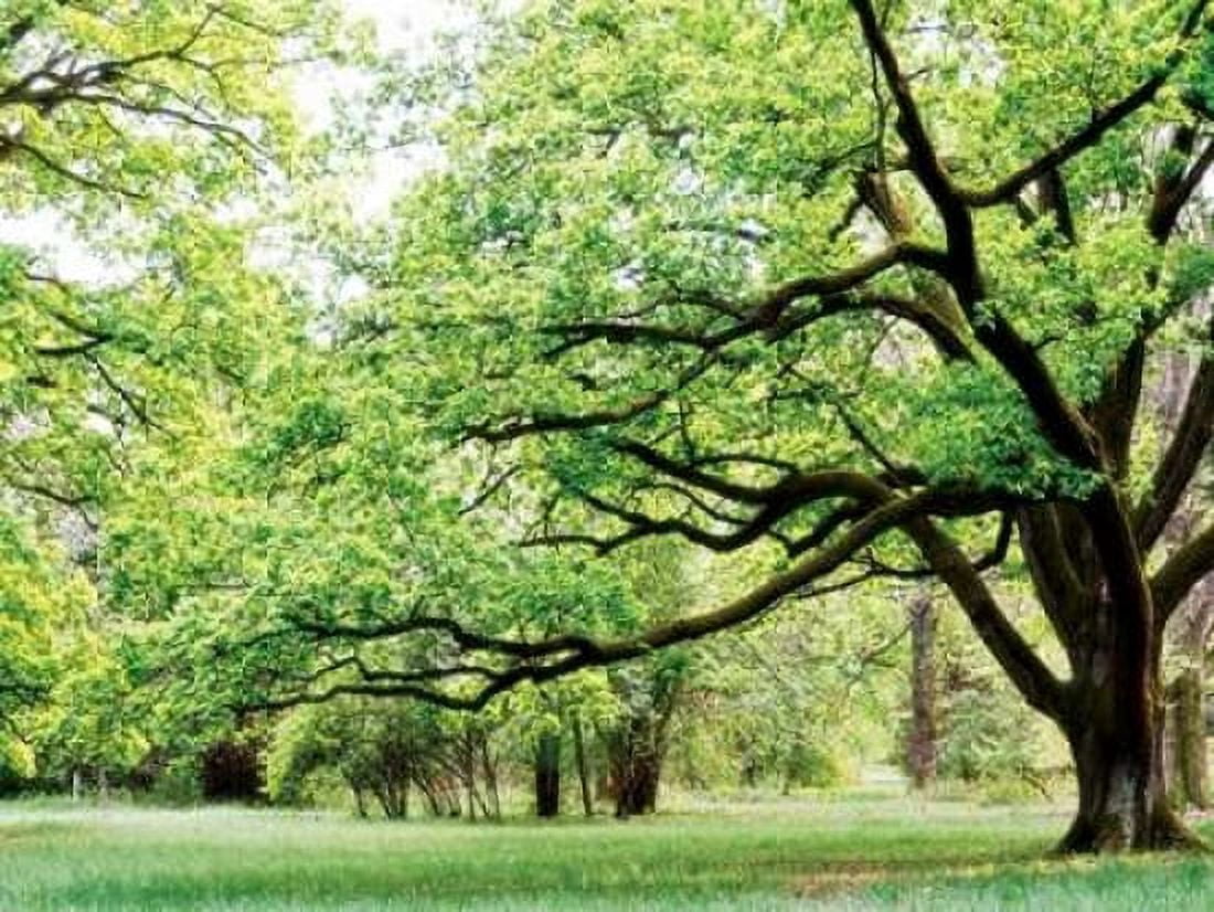 Green Woods 4 Canvas Art - PhotoINC Studio (18 x 24)