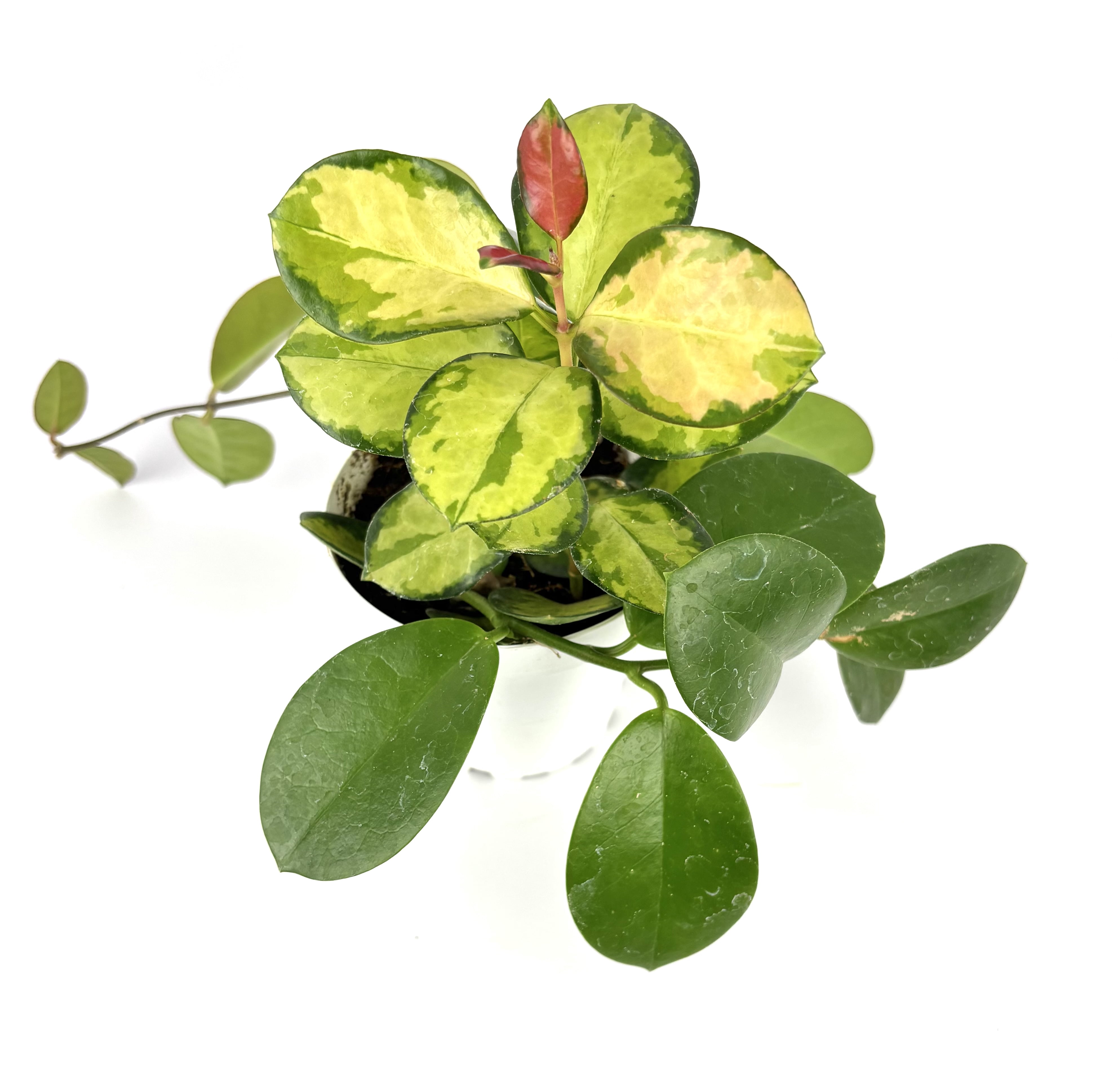 Green, Yellow, Red Hoya Australis Lisa Live Plants, 4in Pot, Vining Houseplant