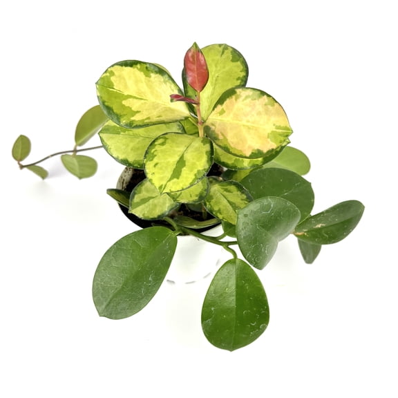 Green, Yellow, Red Hoya Australis Lisa Live Plants, 4in Pot, Vining Houseplant