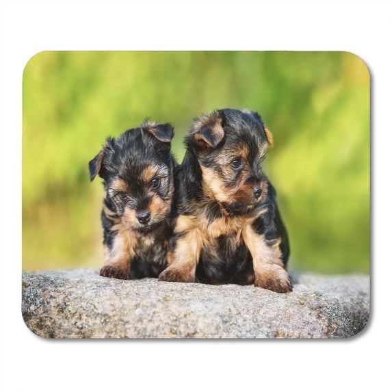 Green Yorkie Two Little Yorkshire Terrier Puppies Puppy Cute Adorable Mousepad Mouse Pad Mouse Mat 9x10 inch
