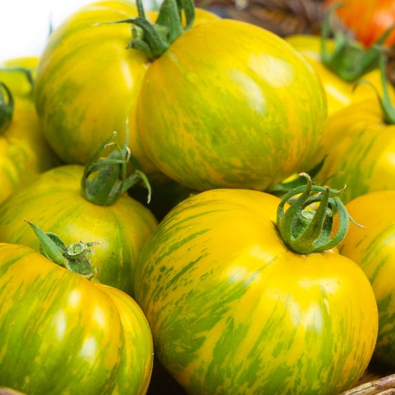 Green Zebra Giant Tomato Seeds - 0.25 Oz ~1700 Seeds - Non-GMO - Vegetable Garden - Solanum lycopersicum