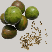 Green Zebra Tomato Seeds Solanum lycopersicum 150 Organic Seeds 0.5 g by Smoke Camp Crafts - Unique Green Tomato