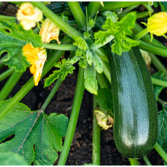 Green Zuchini Plant Live for Planting, Green Squash Zucchini Plants 3 to 5 Inc Tall for Your Garden in 4" Pot