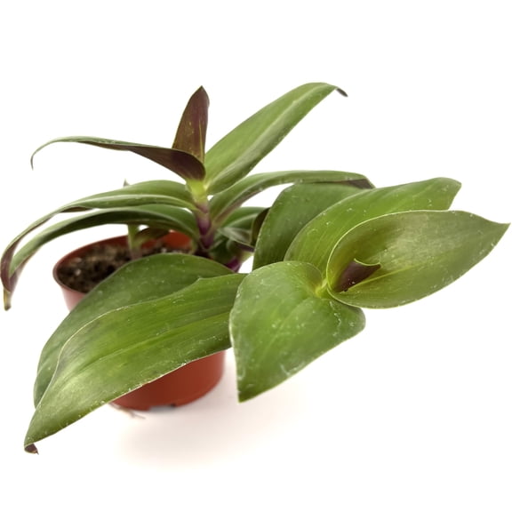 Green and Purple Tradescantia Green Nanouk Live Plants in 4in Pot, Ideal House Plant, Grow Long Vines, 2" Pot