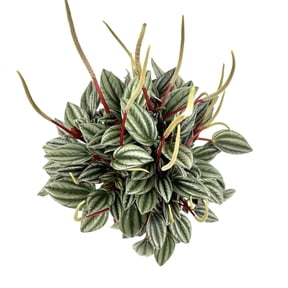 Green and Red Peperomia San Marino Live Plants in 4 Pot, Air Purifying