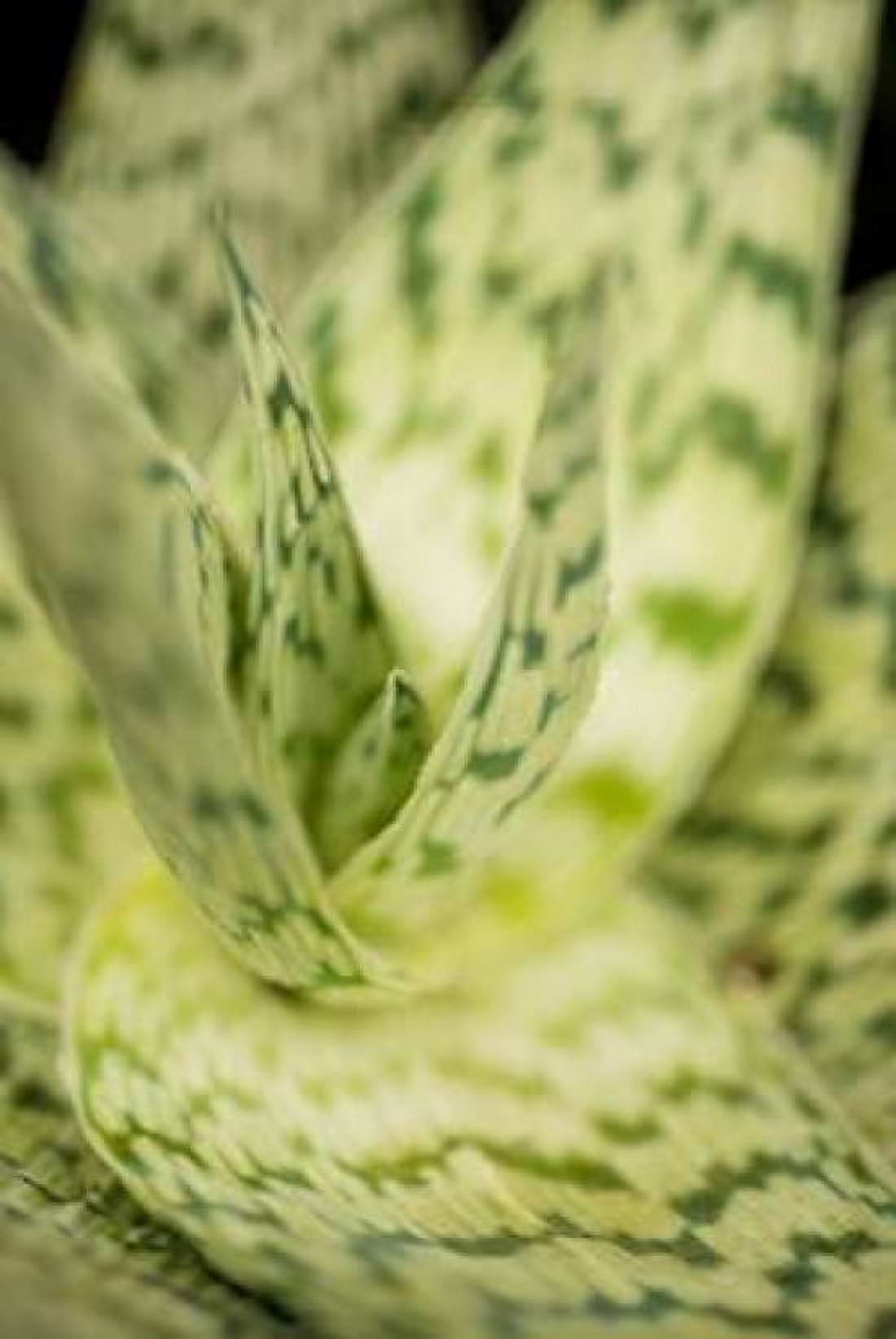 Green and White II Canvas Art - Erin Berzel (24 x 36)