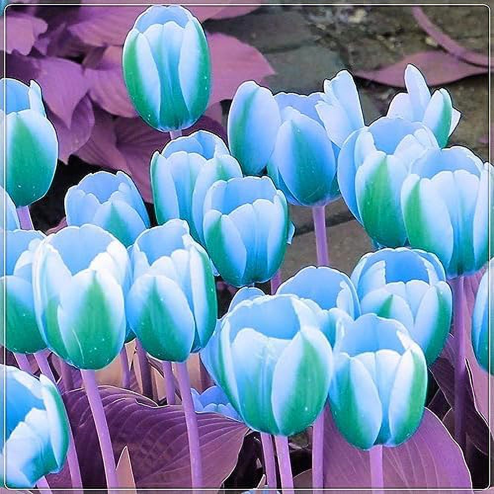 Green and White Tulip Bulbs for Planting Easy to Grow Rare Green