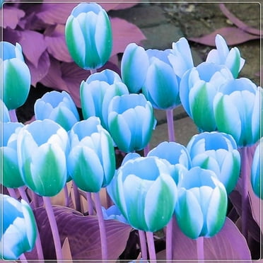 Green and White Tulip Bulbs for Planting - Easy to Grow Rare Green Rembrandt Tulips (20 Bulbs)