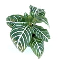 thumbnail image 1 of Green and White Zebra Plant Live Plants in 4” Pot, Striped Leaves, 1 of 2
