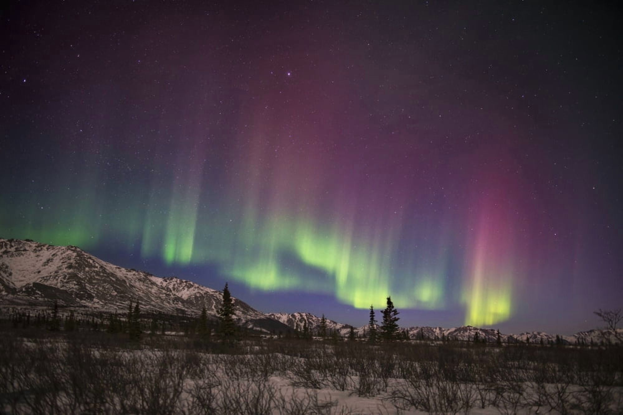 Green and pink aurora borealis over the Alaska Range in Denali National Park & Preserve Alaska Canvas Art - Carl Johnson Design Pics (38 x 24)