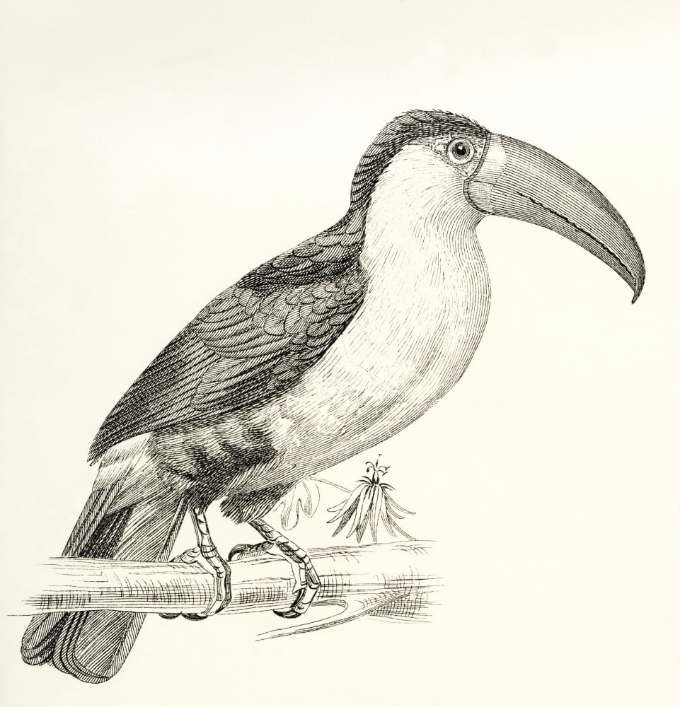 The Green-billed Toucan aka Red-breasted Toucan Ramphastos dicolorus From The National Encyclopaedia published c1890 Canvas Art - Ken Welsh Design Pics (26 x 28)