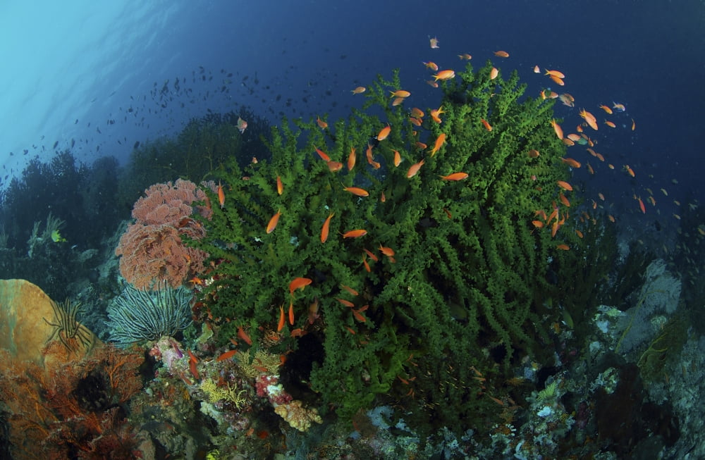 Green coral with red fish North Sulawesi Indonesia Canvas Art - Mathieu MeurStocktrek Images (35 x 23)