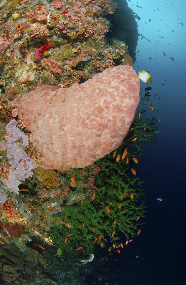 Green coral with red fish and pink sponge North Sulawesi Indonesia Canvas Art - Mathieu MeurStocktrek Images (23 x 35)