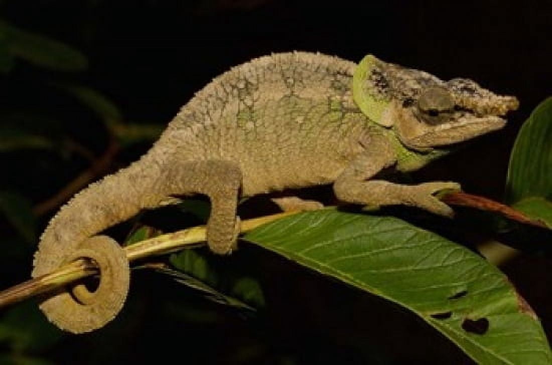 Green-eared Chameleon lizard Madagascar Africa Canvas Art - Pete Oxford DanitaDelimont (19 x 12)
