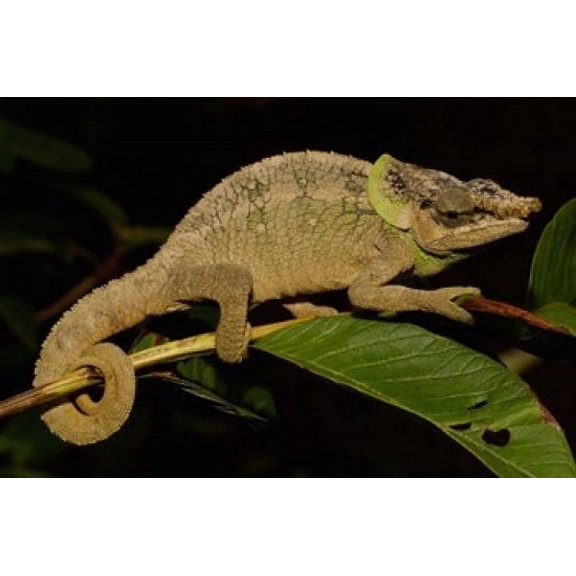 Green-eared Chameleon lizard Madagascar Africa Canvas Art - Pete Oxford DanitaDelimont (19 x 12)