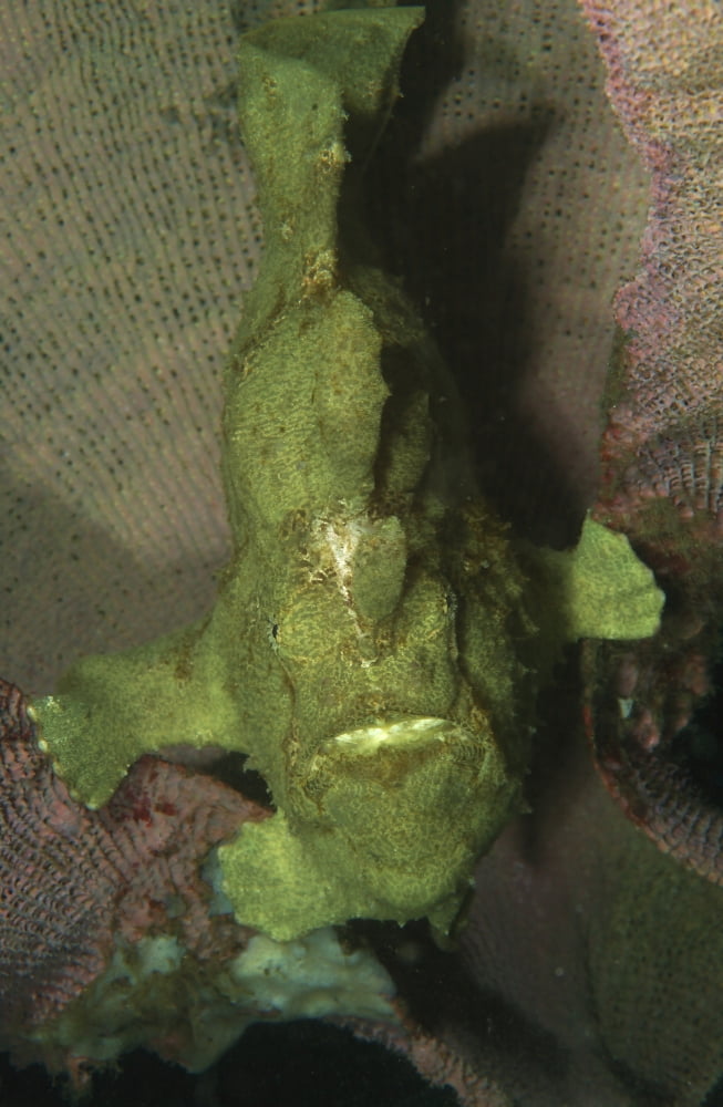 Green frogfish in sponge North Sulawesi Indonesia Canvas Art - Mathieu MeurStocktrek Images (12 x 18)