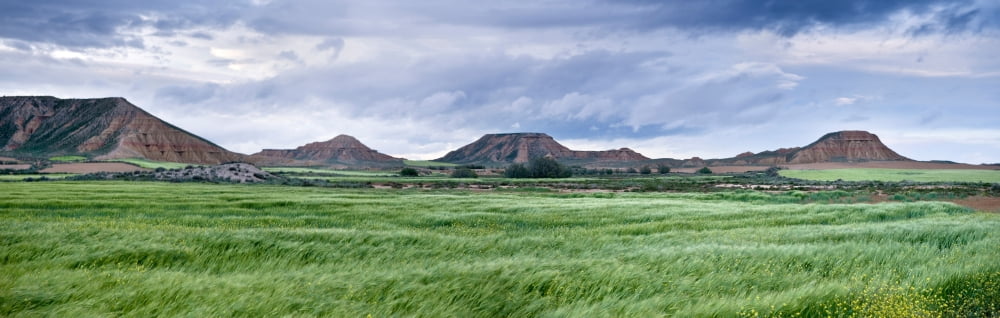 Green grass growing in Bardenas Reales Navarra Spain Canvas Art - Panoramic Images (27 x 9)