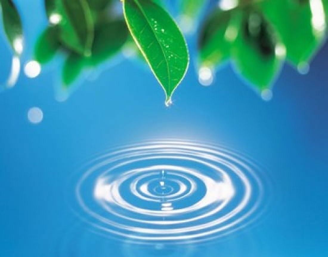 Green leaves dripping water into perfect circles below Canvas Art - Panoramic Images (16 x 13)