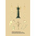 thumbnail image 1 of Green lobster like creature with yellow claws surrounded by other natural designs. Poster Print by unknown (18 x 24), 1 of 1