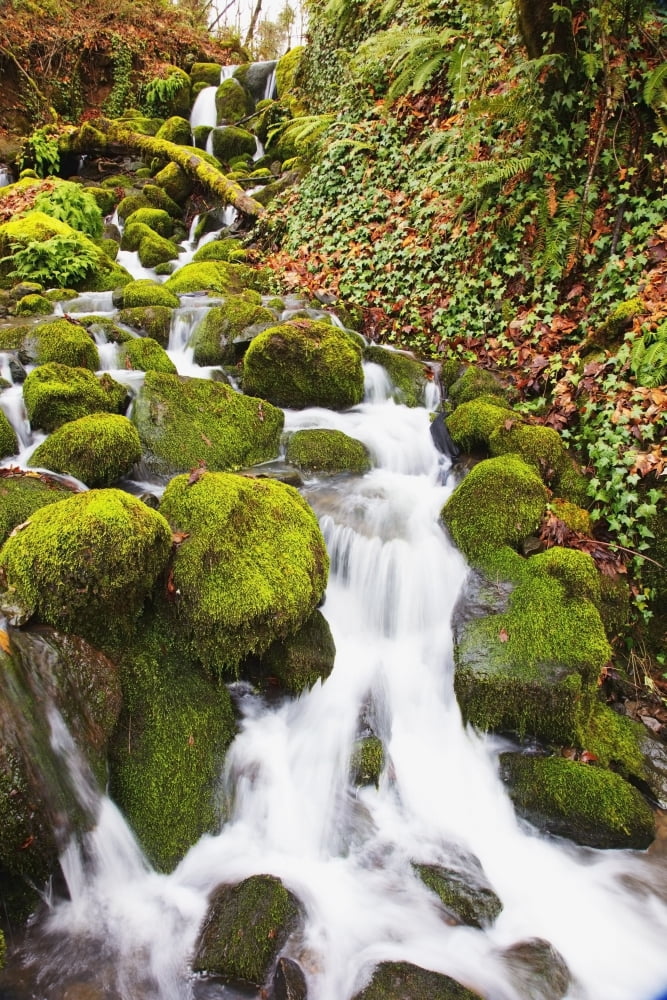 Green moss along small waterfallHappy valley oregon united states of america Canvas Art - Craig Tuttle Design Pics (12 x 19)