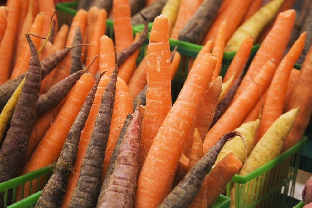 Green plastic baskets with freshly picked organic carrots (Daucus carota) for sale at an outdoor market Byward Market Ottawa Ontario Canada Canvas Art - Perry Mastrovito  Design Pics (38 x 24)