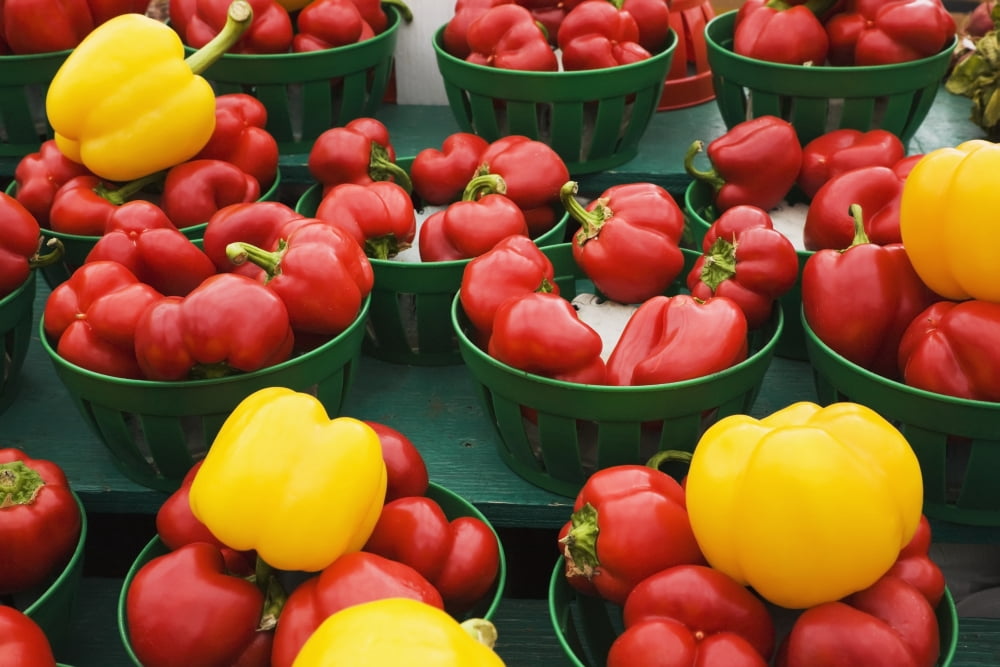Green plastic baskets with organic red and yellow bell peppers (Capsicum annuum) for sale at an outdoor market Byward Market Ottawa Ontario Canada Canvas Art - Perry Mastrovito Design Pics (19 x 12)