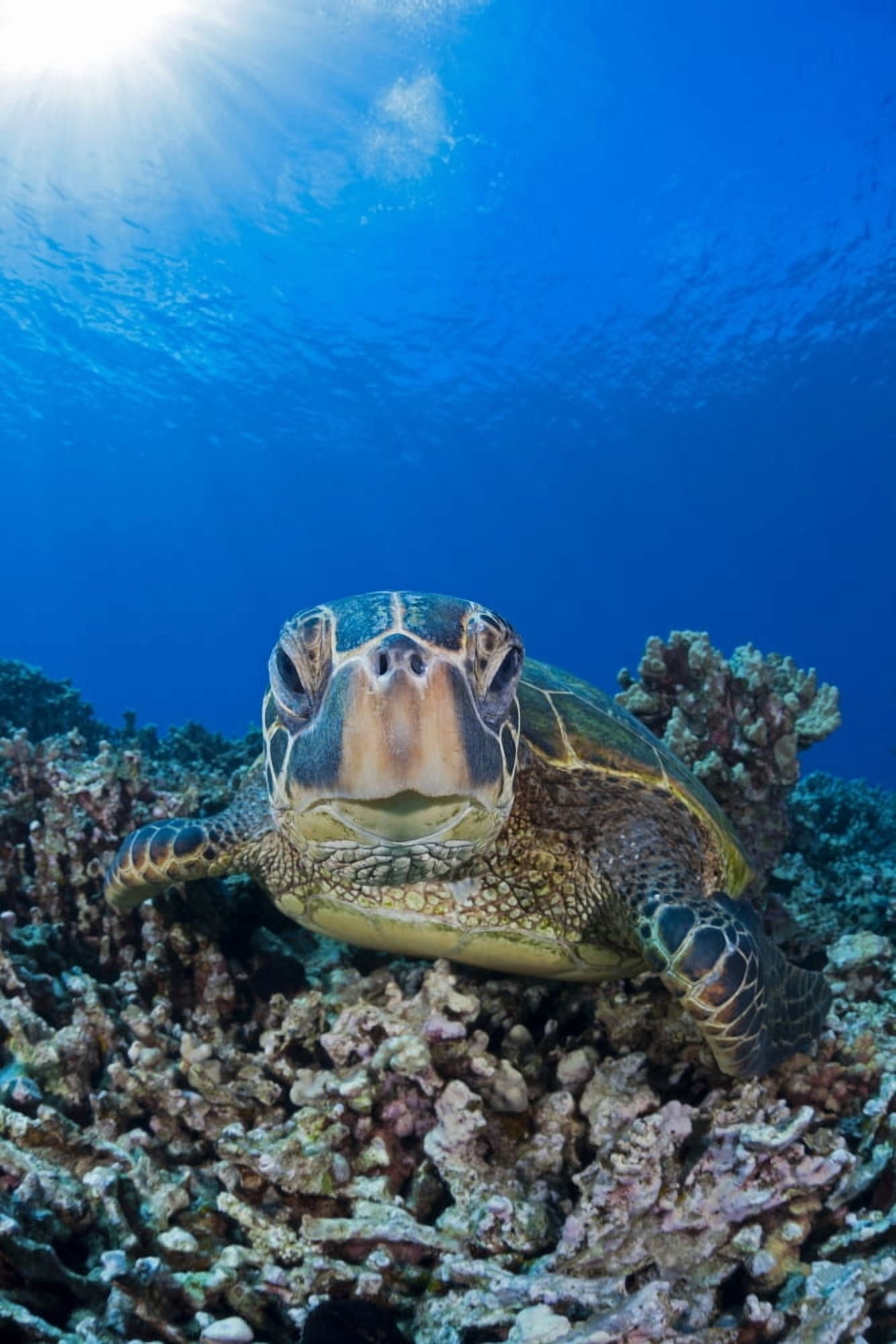 Green sea turtle (Chelonia mydas) an endangered species Maui Hawaii United States of America Canvas Art - Dave Fleetham Design Pics (12 x 19)