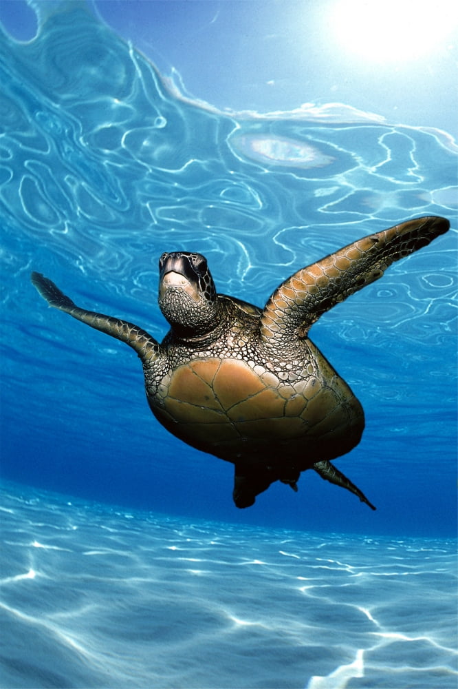 Green sea turtle (Chelonia mydas) surface reflections sandy bottom Canvas Art - Jody Watt Design Pics (12 x 19)