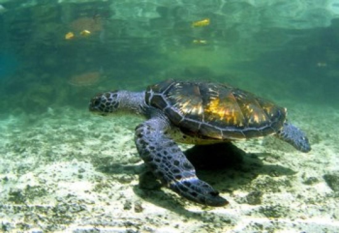 Green sea turtle Savaii Island Western Samoa Canvas Art - Michael DeFreitas DanitaDelimont (21 x 15)