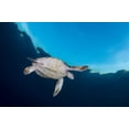 thumbnail image 1 of Green sea turtle in Komodo National Park, Indonesia Poster Print by Brandi Mueller/Stocktrek Images (34 x 22), 1 of 1