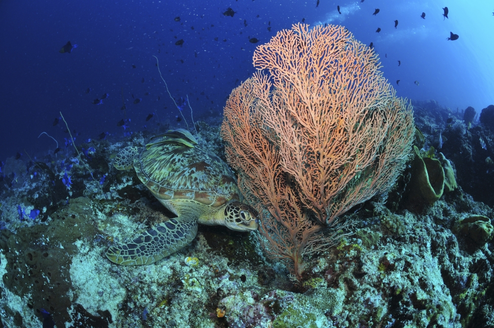 Green sea turtle near a pink gorgonian sea fan North Sulawesi Canvas Art - Mathieu MeurStocktrek Images (35 x 23)