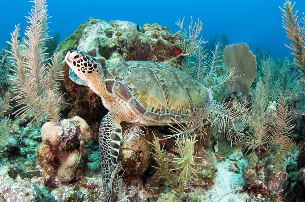 Green sea turtle on Caribbean reef Canvas Art - Karen DoodyStocktrek Images (18 x 12)