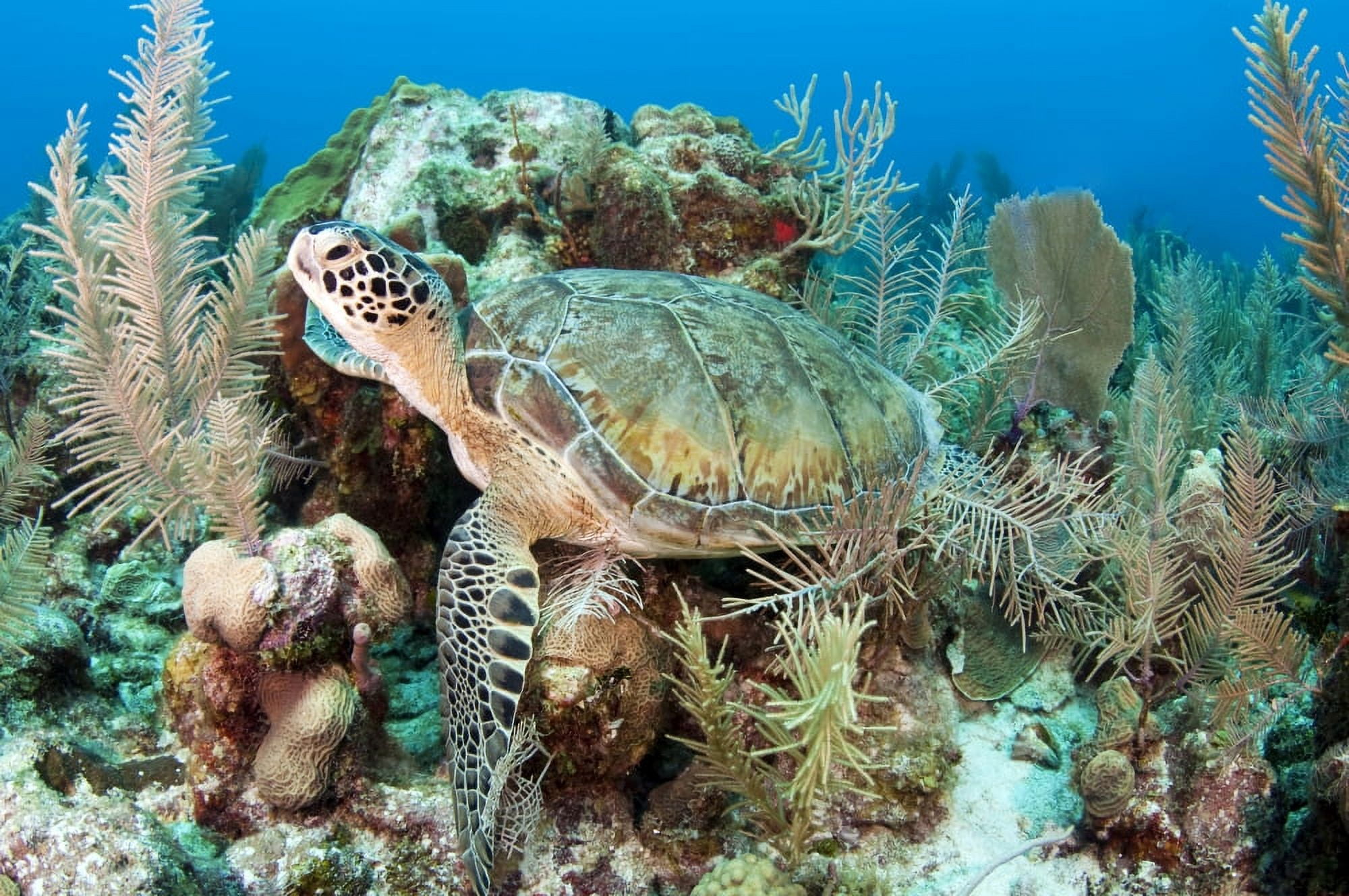 Green sea turtle on Caribbean reef Canvas Art - Karen DoodyStocktrek Images (35 x 23)