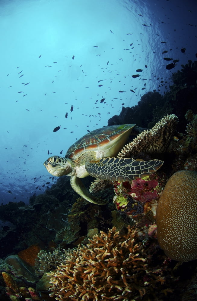 Green sea turtle resting on a plate coral North Sulawesi Canvas Art - Mathieu MeurStocktrek Images (23 x 35)
