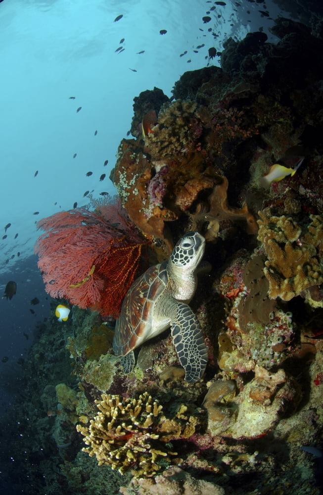 Green sea turtle with a red gorgonian sea fan North Sulawesi Canvas Art - Mathieu MeurStocktrek Images (23 x 35)