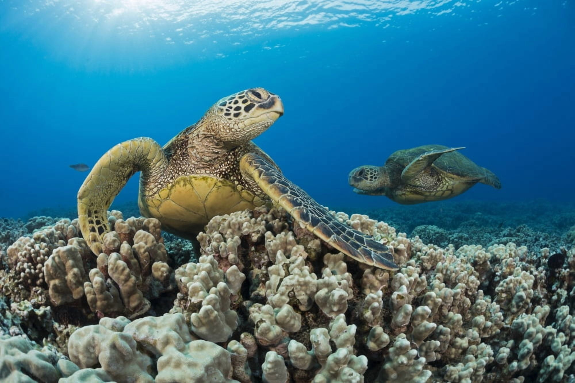 Green sea turtles (Chelonia mydas) an endangered species Maui Hawaii United States of America Canvas Art - Dave Fleetham Design Pics (38 x 24)
