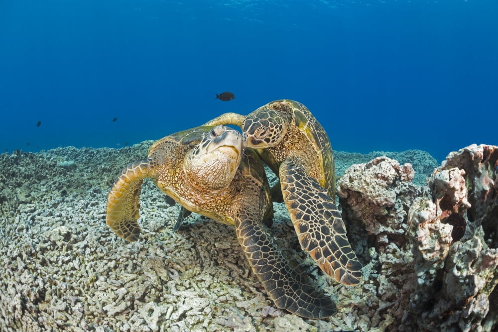 Green sea turtles (Chelonia mydas) an endangered species Maui Hawaii United States of America Canvas Art - Dave Fleetham Design Pics (38 x 24)