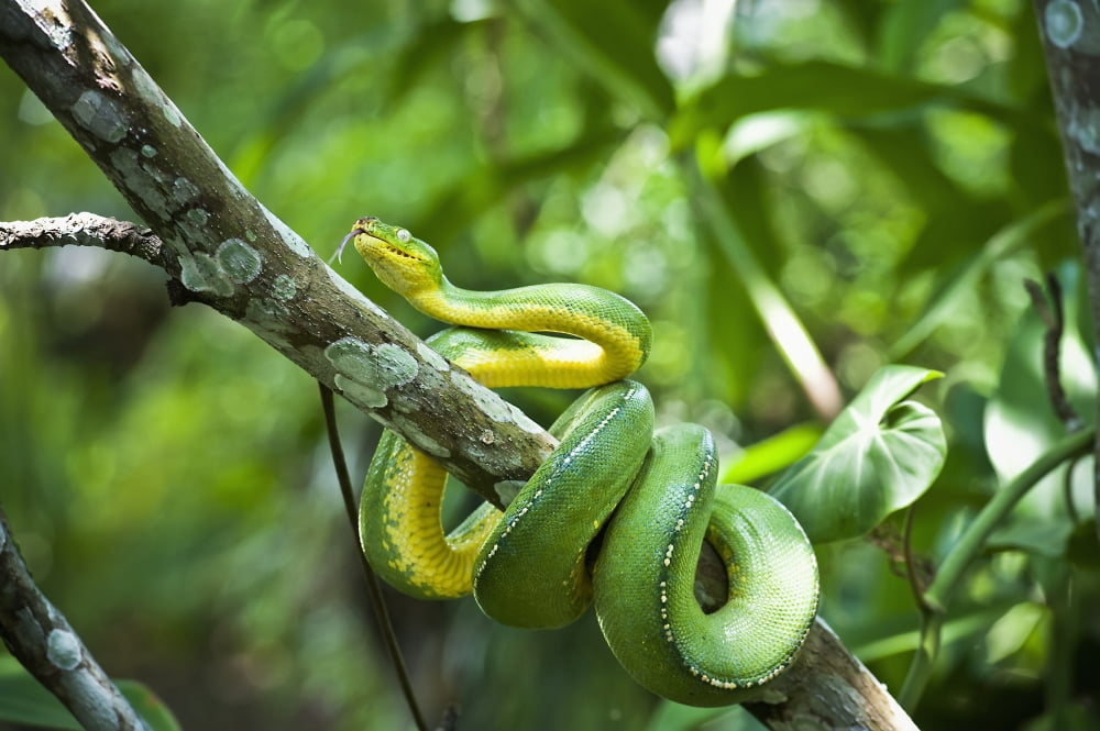 Green tree snake (Dendrelaphis punctulata) Madang Province Papua New Guinea Canvas Art - David Kirkland Design Pics (38 x 24)