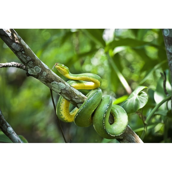 Green tree snake (Dendrelaphis punctulata) Madang Province Papua New Guinea Canvas Art - David Kirkland Design Pics (38 x 24)