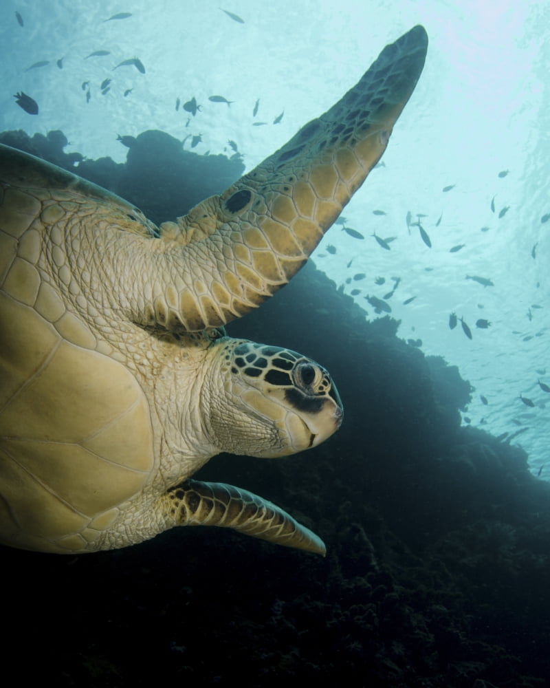 Green turtle Bunaken Marine Park Indonesia Canvas Art - Brent BarnesStocktrek Images (13 x 16)