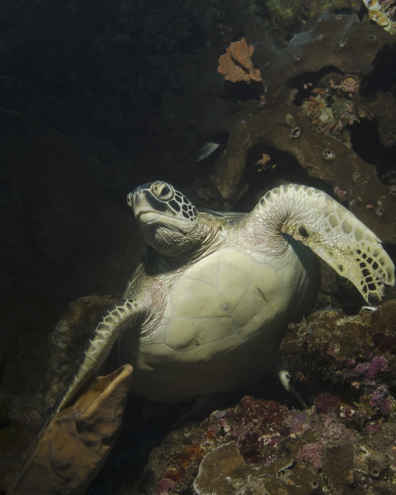 Green turtle Bunaken Marine Park Indonesia Canvas Art - Brent BarnesStocktrek Images (13 x 16)